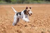 FOX TERRIER 296